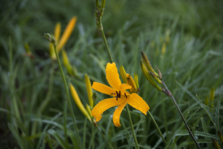 Hemerocallis