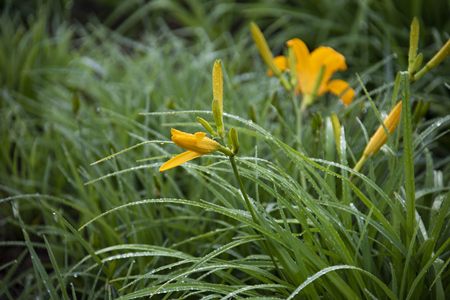 Hemerocallis