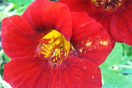Dry lotus