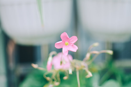 Madagascar rosy periwinkle
