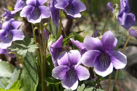 Chinese violet