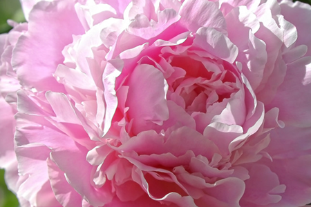 peony