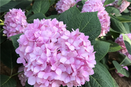 Hydrangea