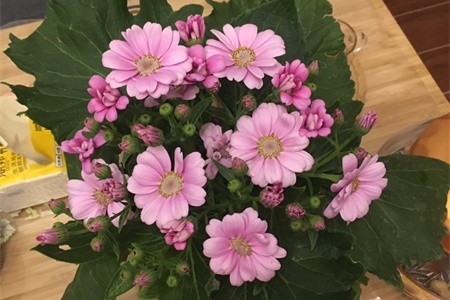 cineraria