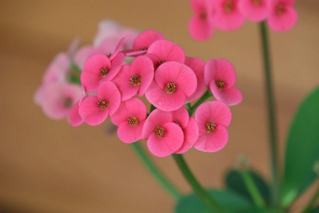 crown-of-thorns euphorbia