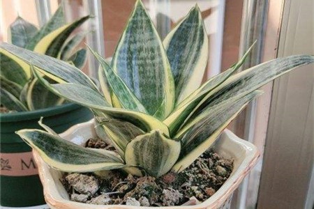 Sansevieria trifasciata