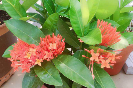 Ixora