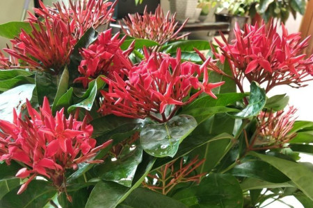 Ixora