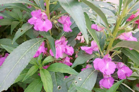 Impatiens