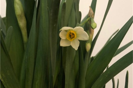 narcissus