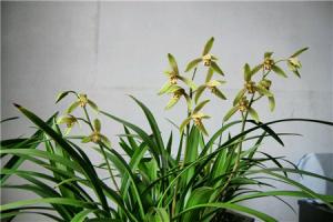 What is the difference between orchid grass and orchid