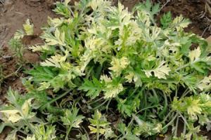 Differences between motherwort and wormwood, wormwood pictures