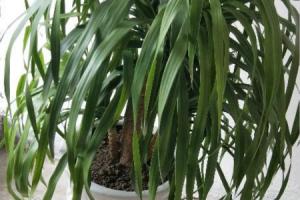What is the difference between Dutch iron and dragon blood tree? Which is better to raise