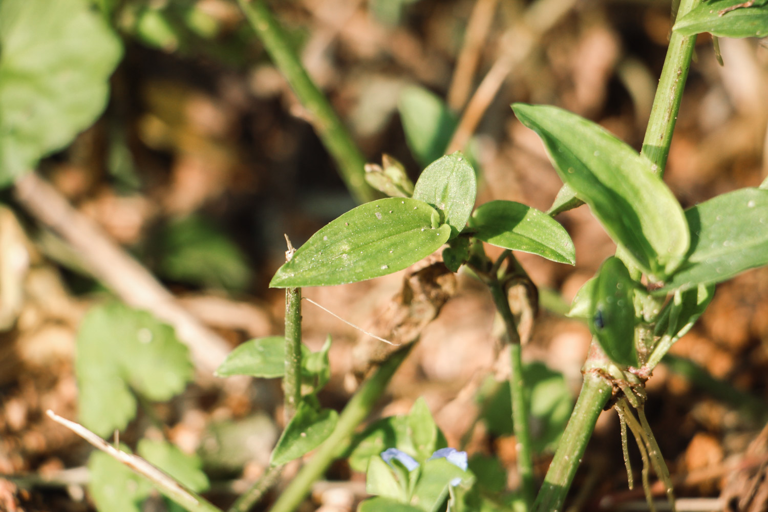 Asiatic dayflower