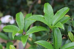 What is the effect of making tea with Osmanthus fragrans? How to make tea with Osmanthus fragrans