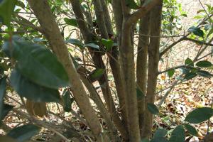 how often should i water sunflower plants