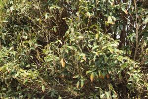 How to eat sweet scented osmanthus, the eating method and efficacy of sweet scented osmanthus