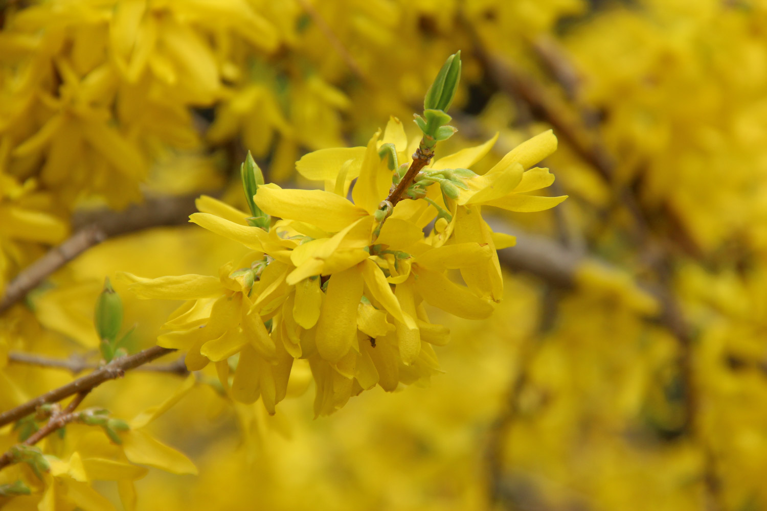 Forsythia suspensa