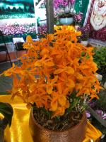 Can fresh Dendrobium sprout and eat it? How to plant it