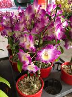 How to soak Dendrobium in water and how to distinguish between true and false