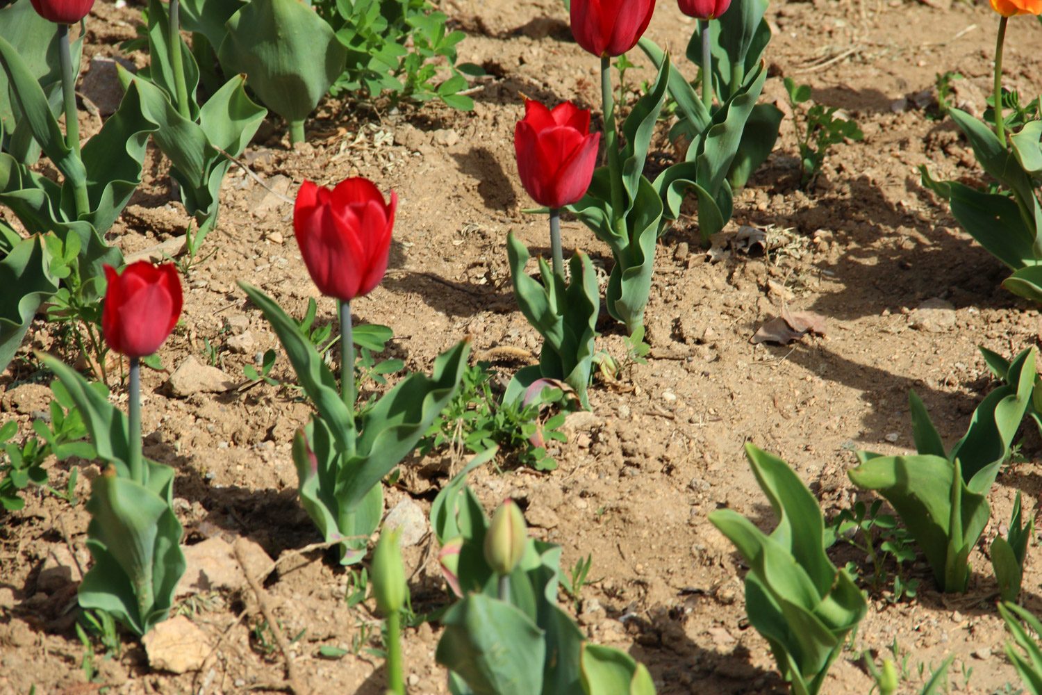 tulips