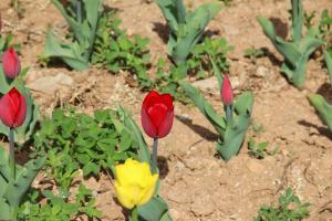 what is water hyacinth plant