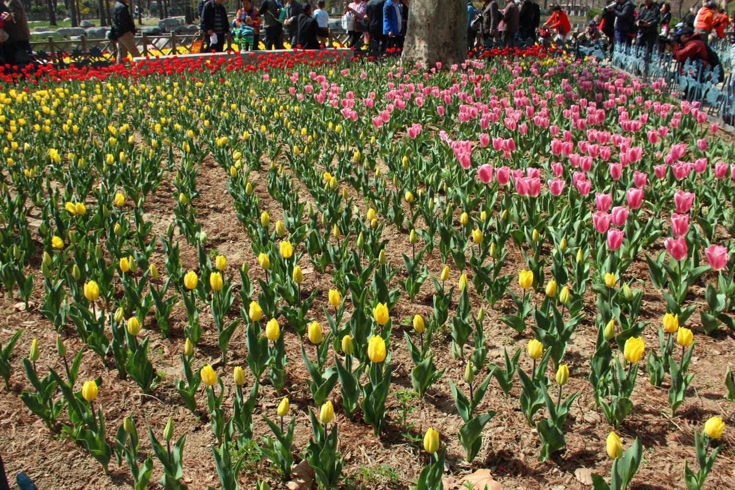 tulips