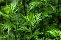 The effect of wormwood soaking feet and the taboo of wormwood soaking feet