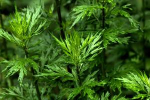What does wormwood look like? How much is wormwood per kilogram