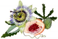 Is the seed of passion fruit swallowed or chewed? How to drink it in water