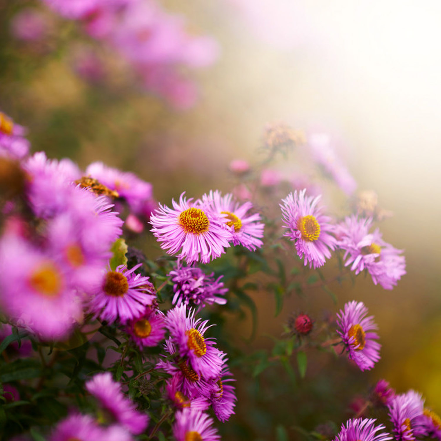 Chrysanthemum