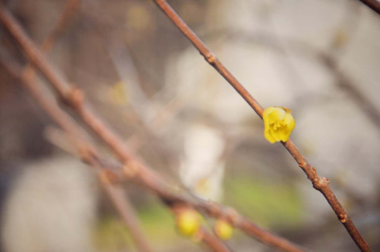 Forsythia suspensa