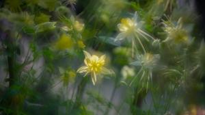 What are the legends and stories about the flower language and moral meaning of columbine