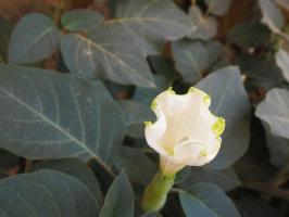 Golden datura flower language