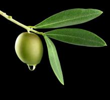 Flower language of olive branch