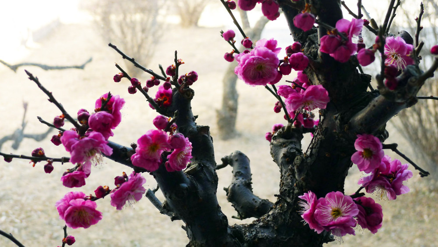 Plum blossom