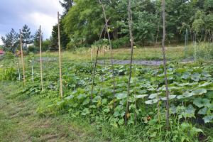 how many acres does a water purification plant need