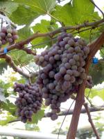 The benefits of eating grapes, the nutritional value of grapes