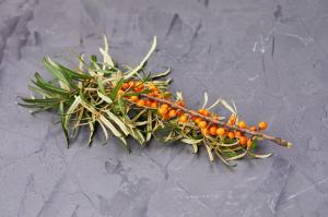 Is Seabuckthorn a Elaeagnus angustifolia tree? The difference between Seabuckthorn and Elaeagnus angustifolia