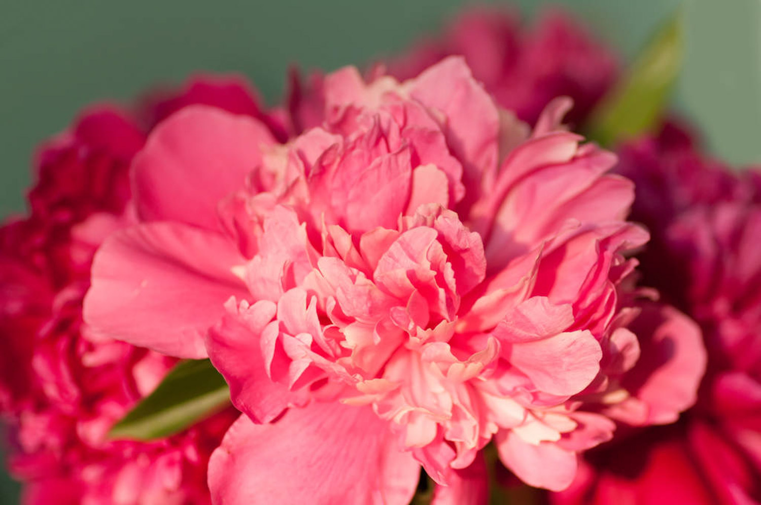 Chinese herbaceous peony