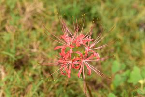 What are the legends and stories about the flower language and moral meaning of Lycoris