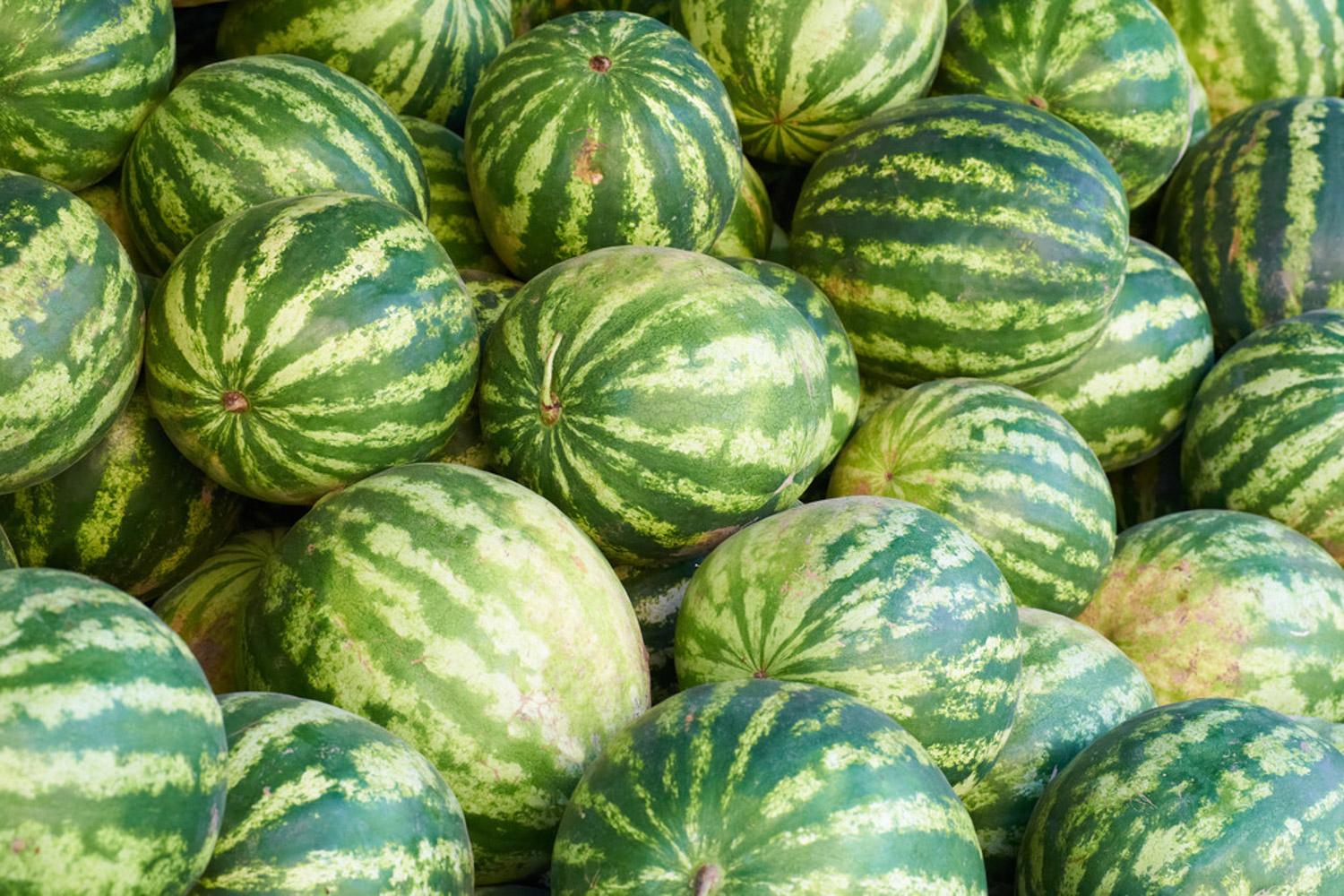 watermelon