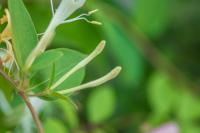 Efficacy, effects and side effects of honeysuckle tea