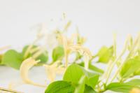 Side effects and taboos of honeysuckle, functions of honeysuckle