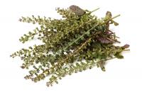 The efficacy and function of perilla leaves, how to eat perilla leaves