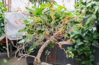 Efficacy and contraindications of Astragalus membranaceus and medlar soaking in water