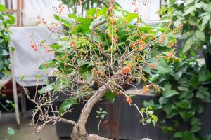 How can Chinese wolfberry be dried in the sun and preserved without moisture