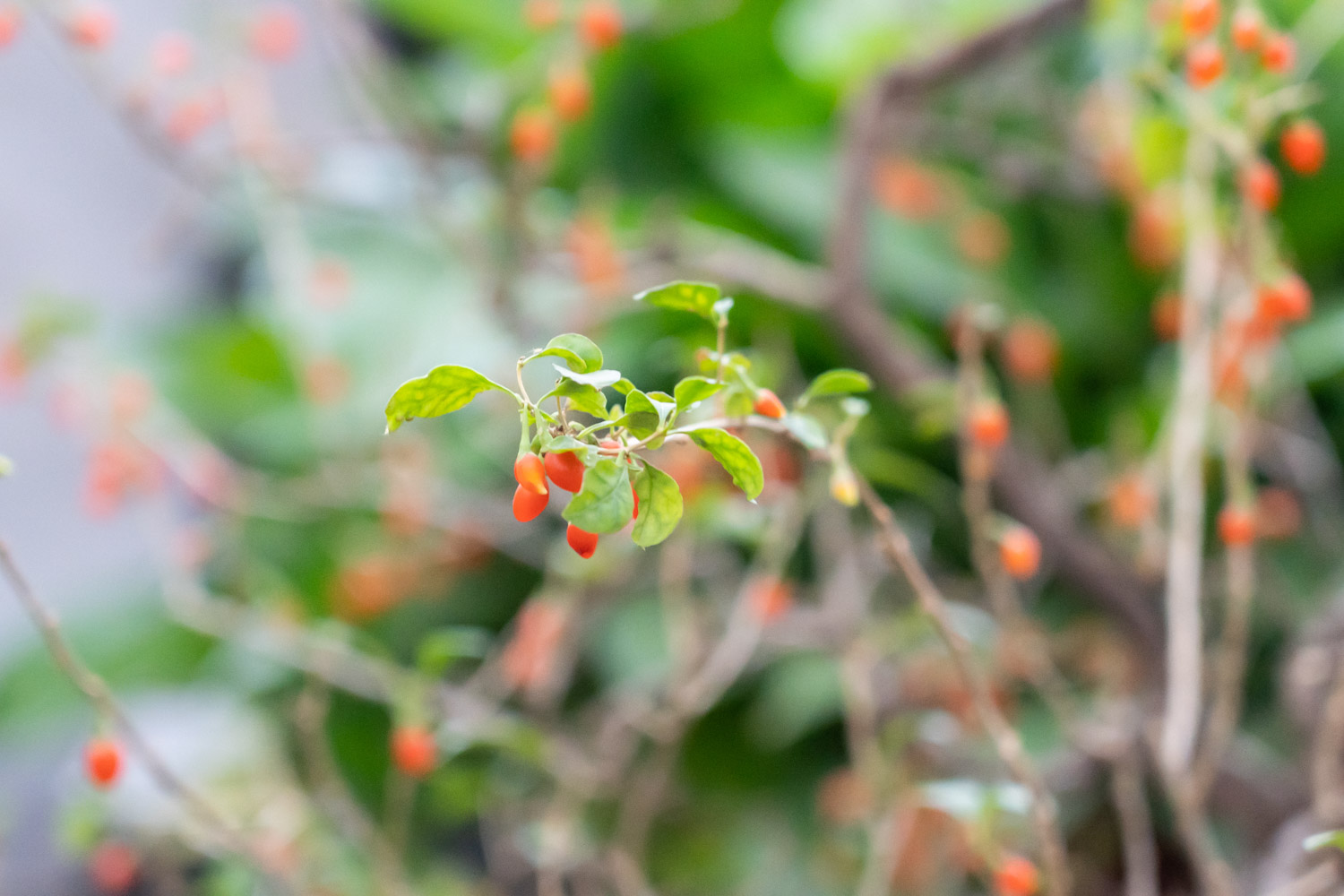 Chinese wolfberry