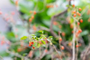 how to plant and care for wildlife trees aces