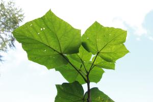 Medicinal efficacy and function of Paulownia, pictures of Paulownia